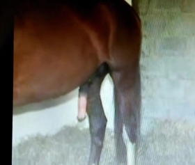 Gizli hayvanlı porno horse zoo porno at kadını sikiyor